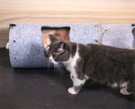 貓隧道：彈性好，抗壓能力強，高溫環境下環保無異味