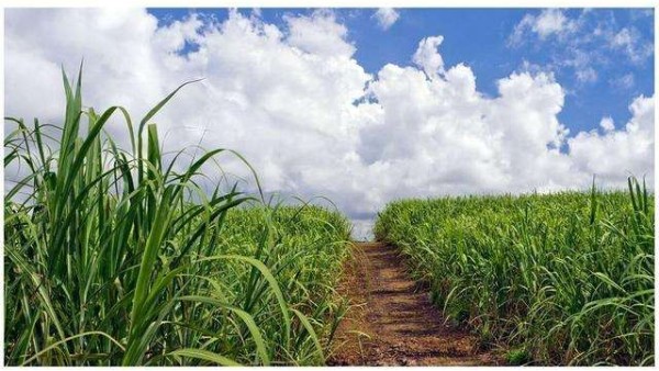 甘蔗和玉米做出的植物基聚酯纖維，環保又時尚